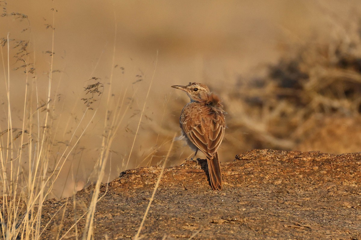 Alondra Piquilarga - ML646735474