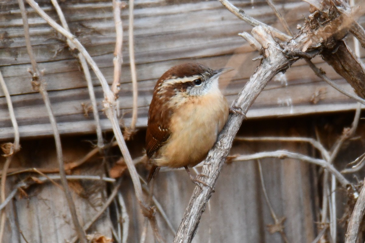 Carolina Wren - ML646735475