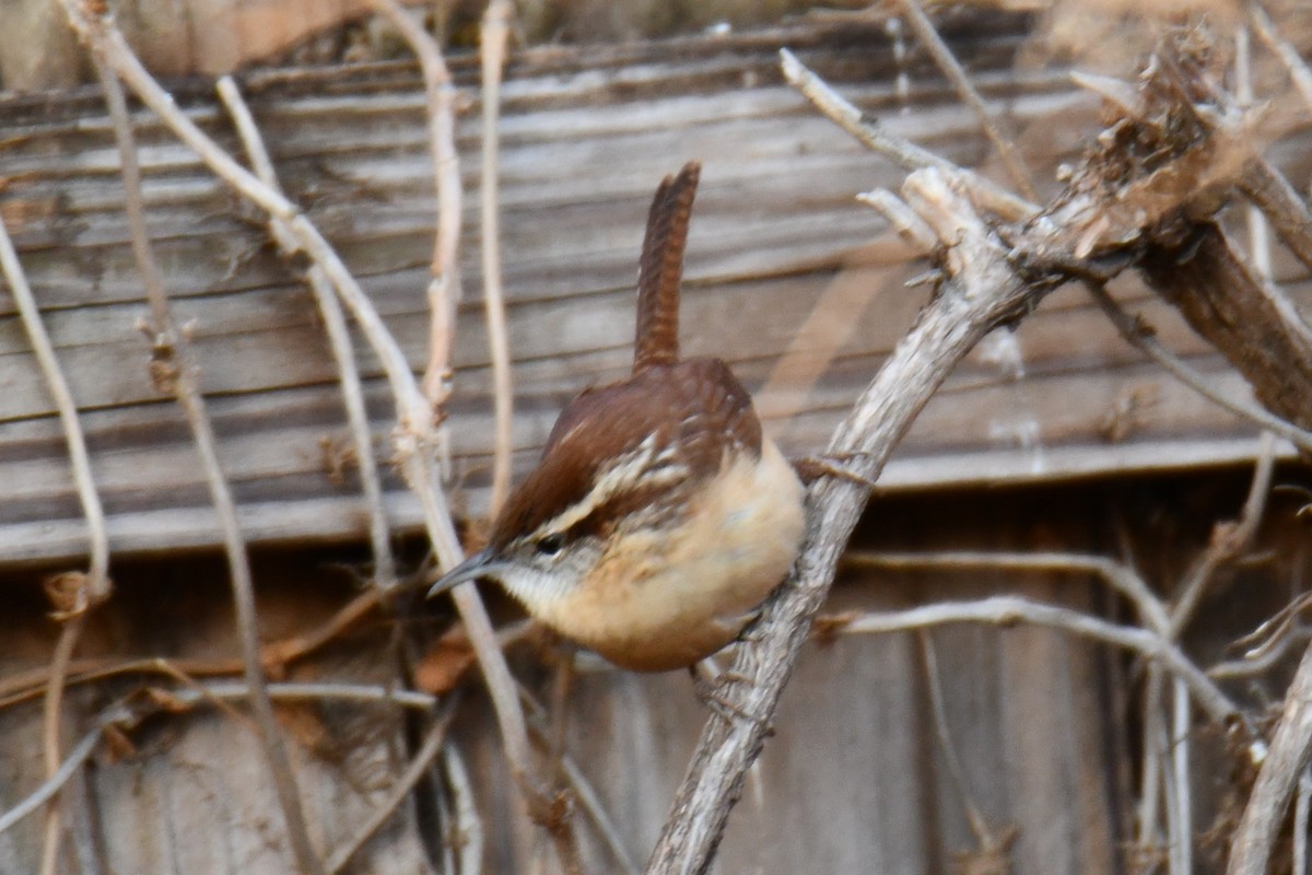 Carolina Wren - ML646735476