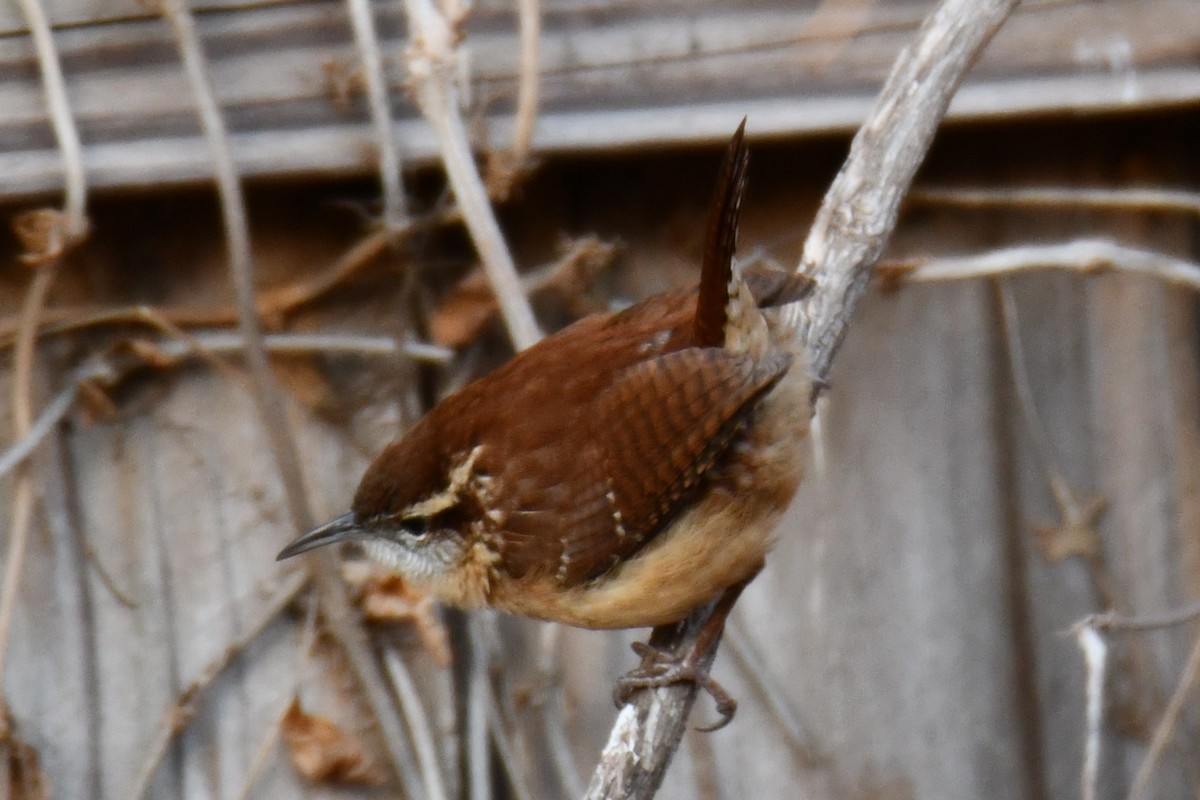 Carolina Wren - ML646735477