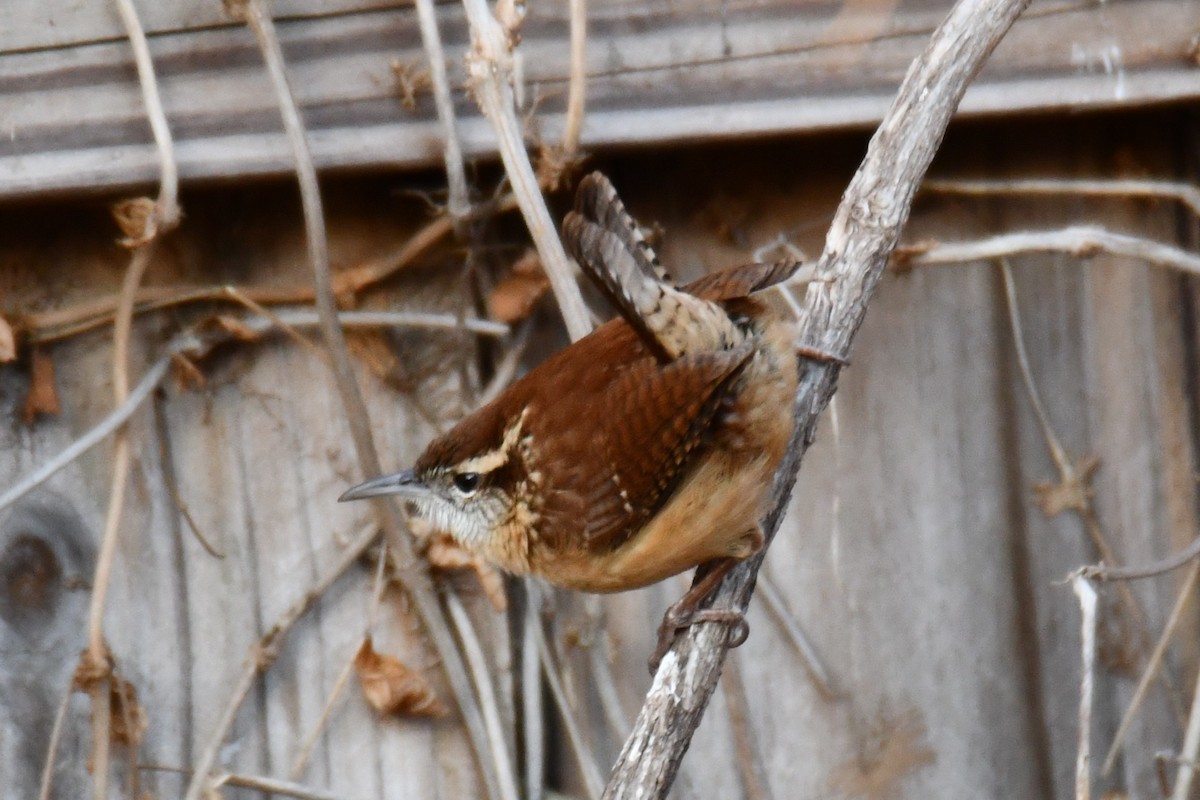 Carolina Wren - ML646735478