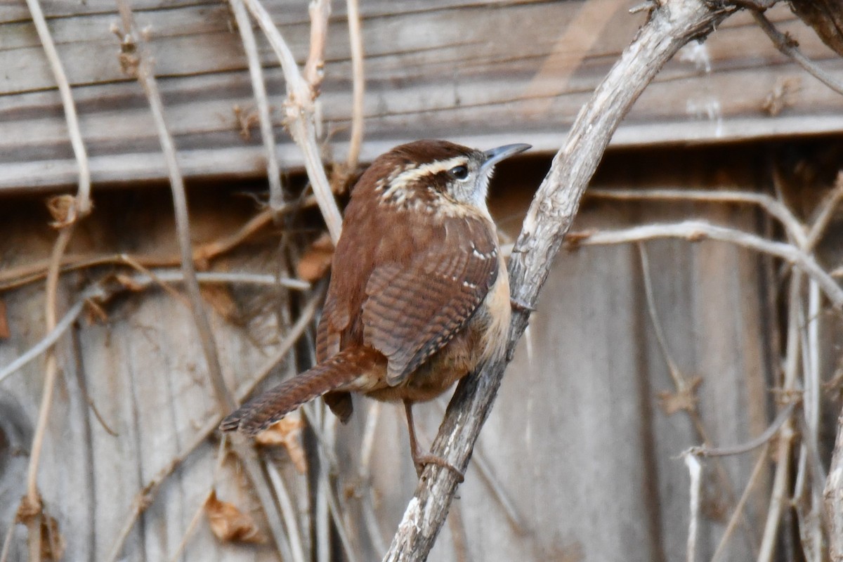Carolina Wren - ML646735479