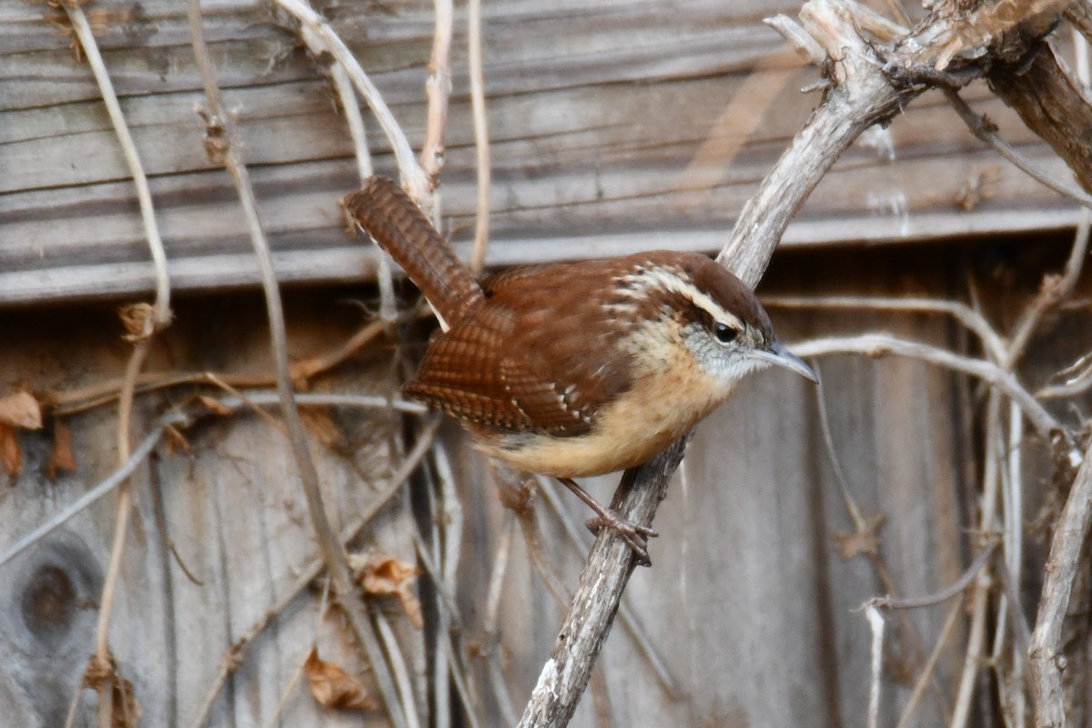 Carolina Wren - ML646735480