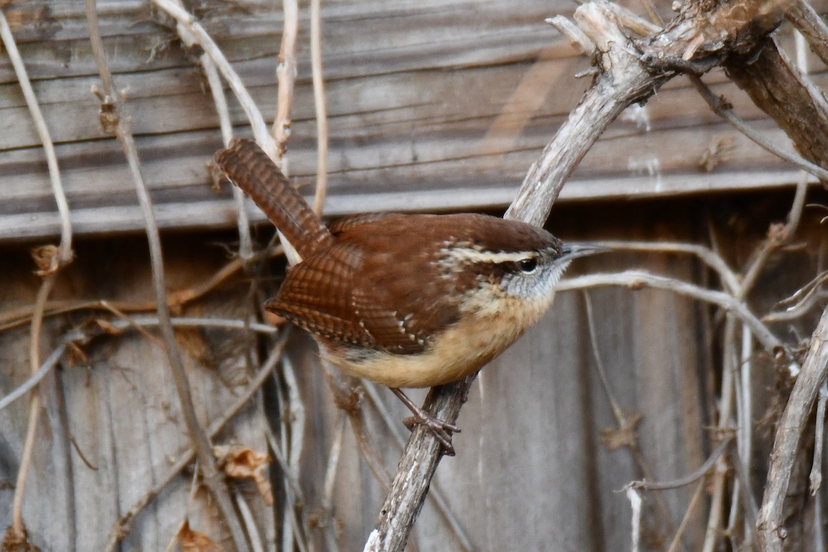 Carolina Wren - ML646735481
