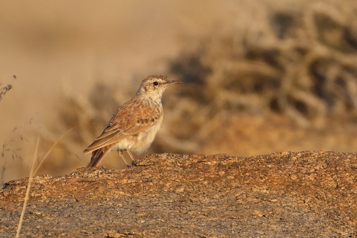 Alondra Piquilarga - ML646735483