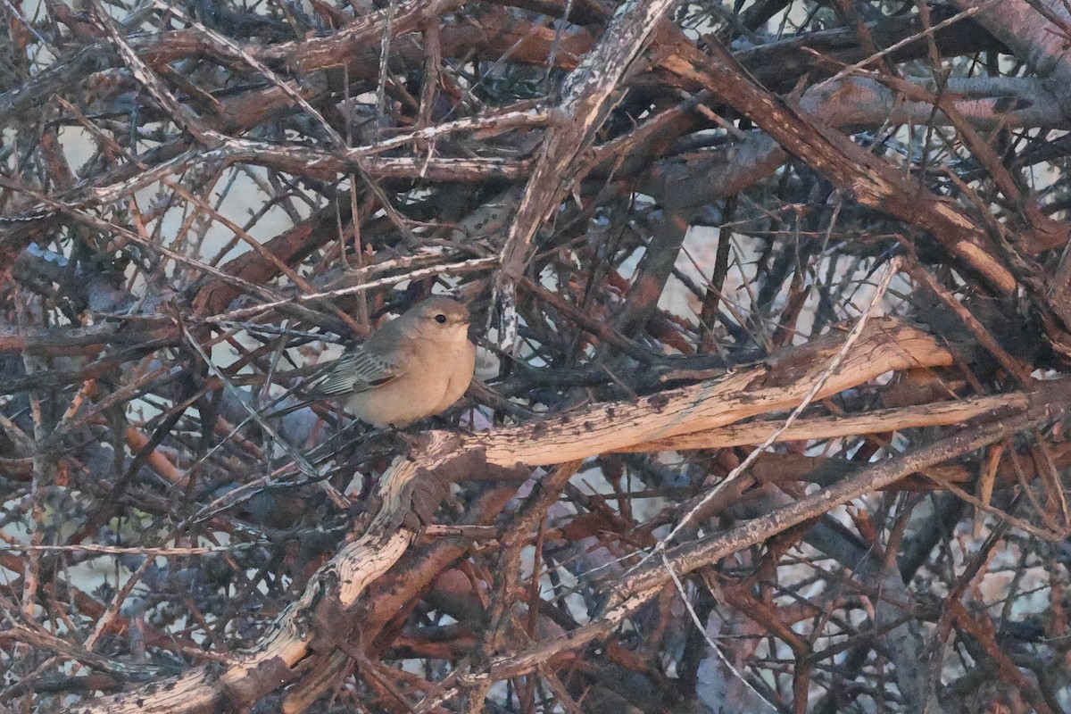 Papamoscas Tarabilla - ML646735484