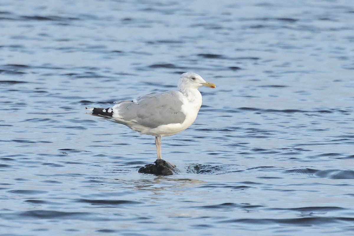 Kaio hauskara europarra - ML646735487