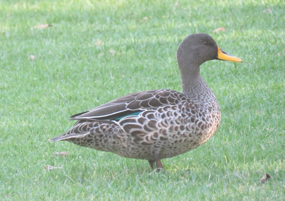 Yellow-billed Duck - ML646735488