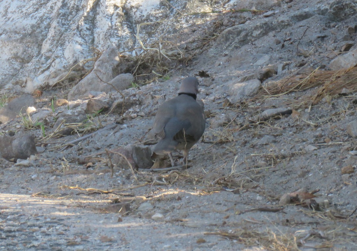 Ring-necked Dove - ML646735496