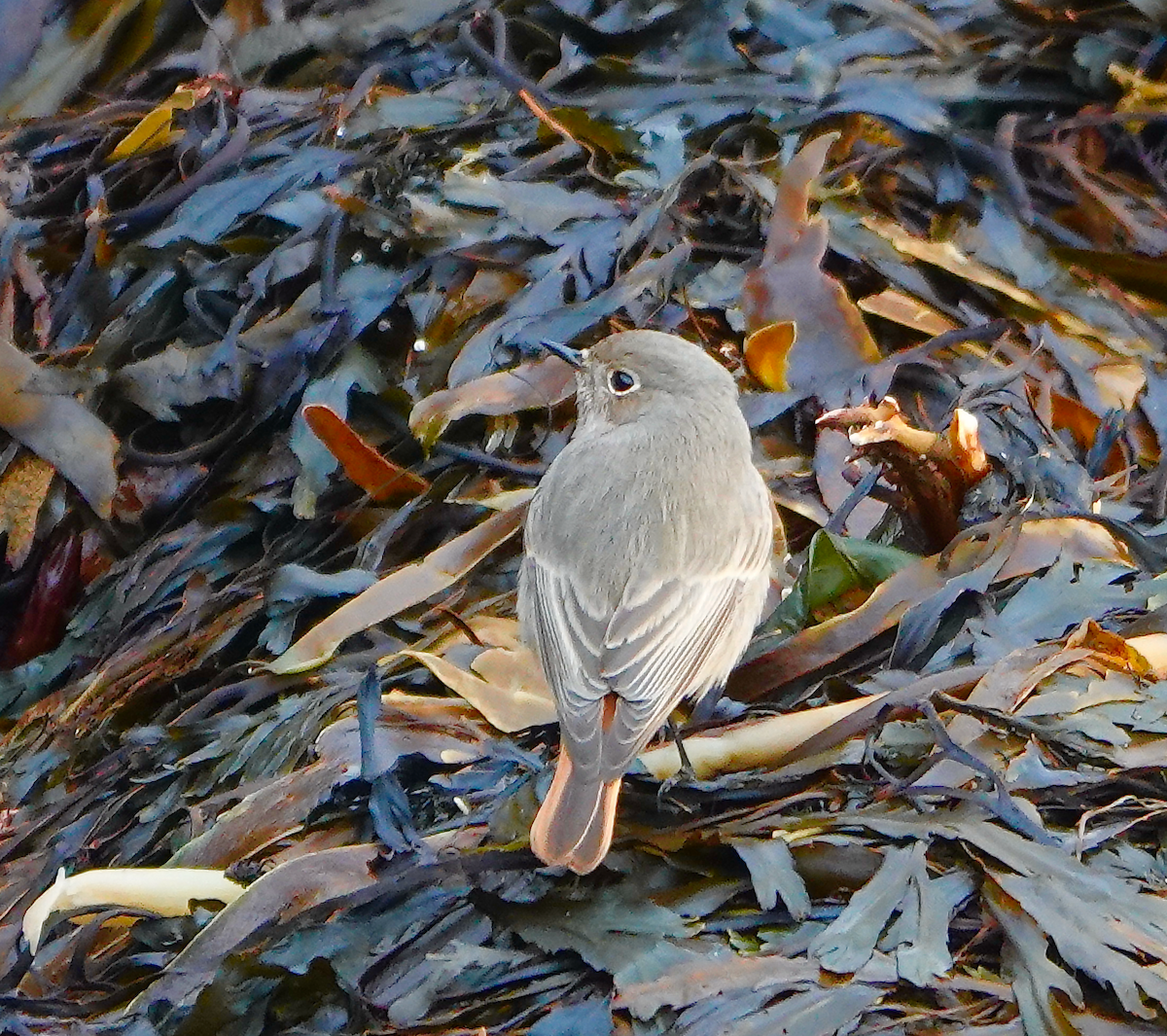 Black Redstart - ML646735497