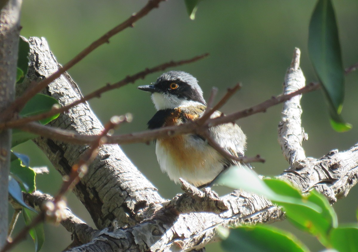 Cape Batis (Cape) - ML646735498