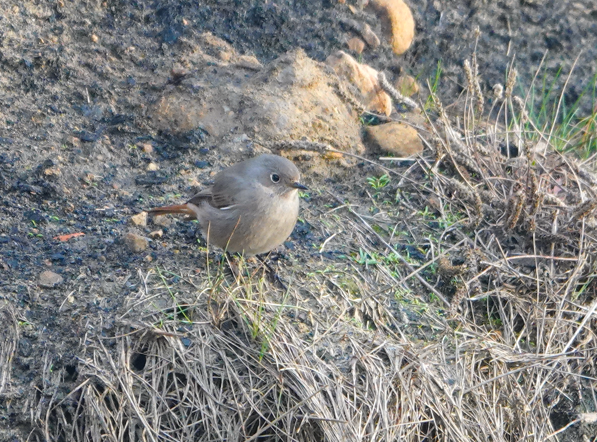 Black Redstart - ML646735499