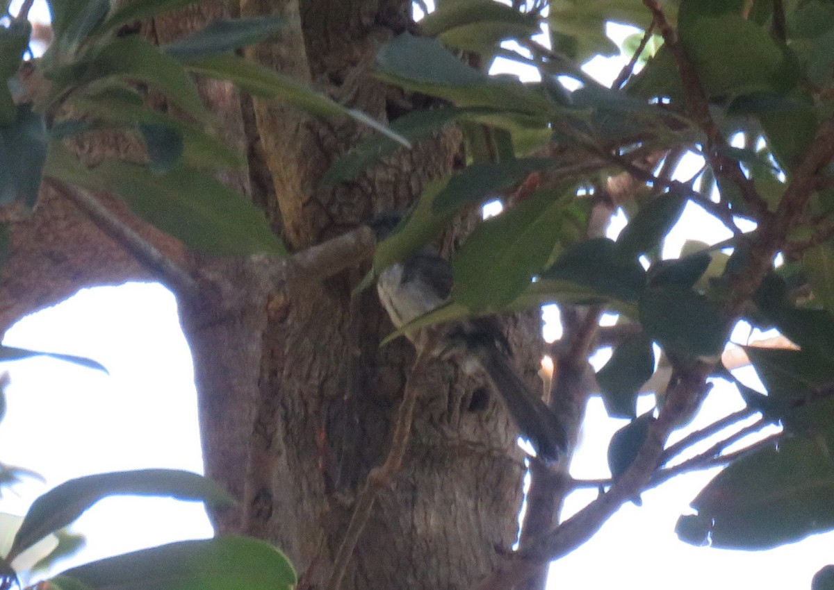 African Crested Flycatcher (Southern) - ML646735500