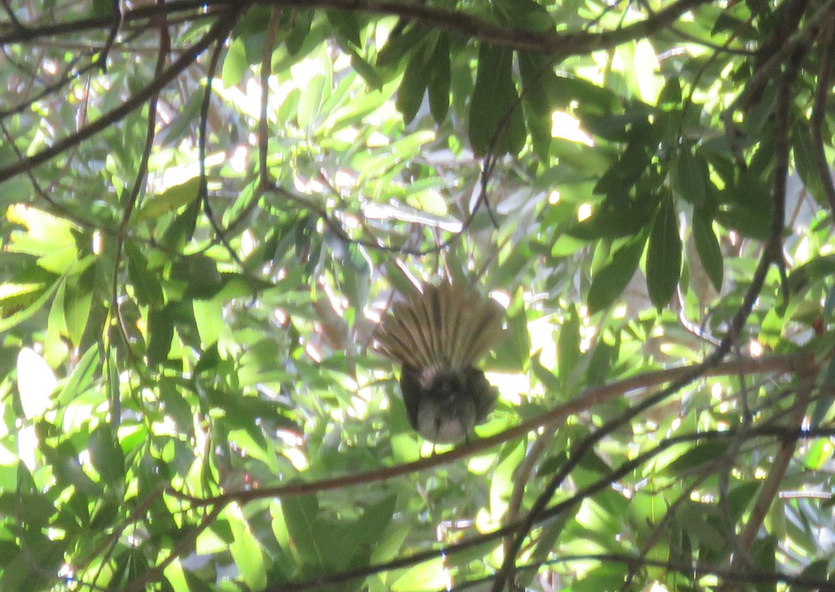 African Crested Flycatcher (Southern) - ML646735501