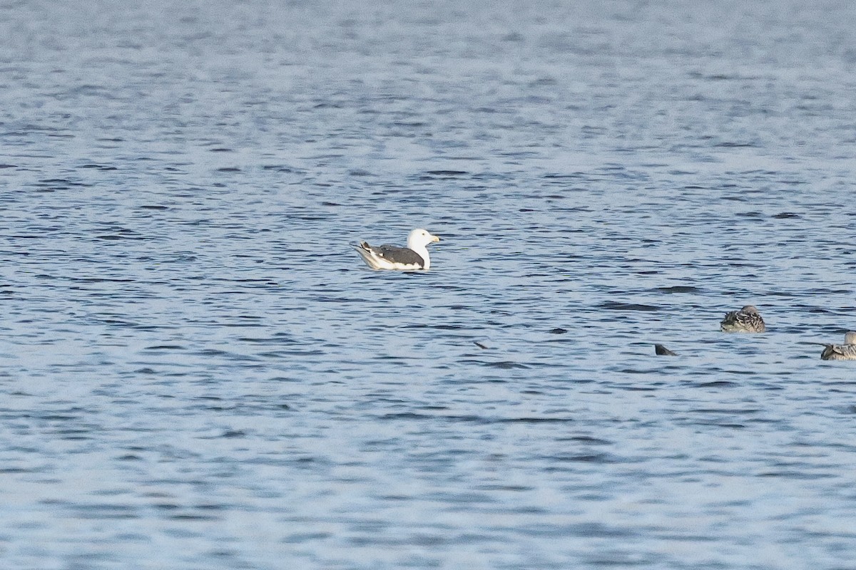 Kaio beltza - ML646735502