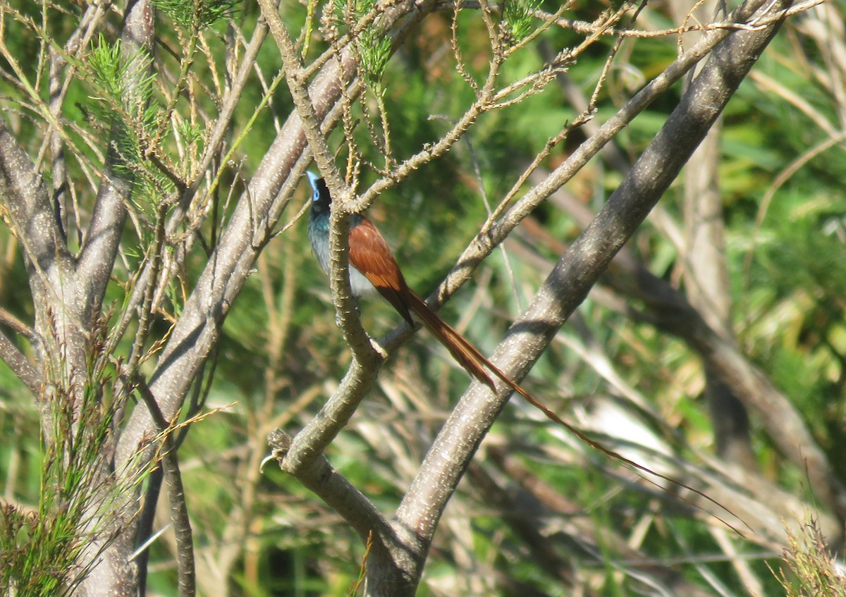 African Paradise-Flycatcher - ML646735503