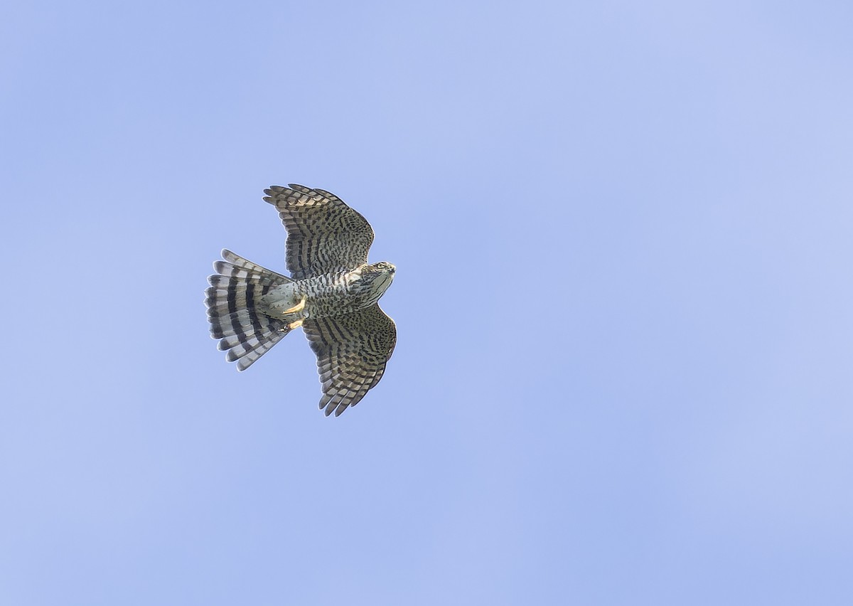 日本松雀鷹 - ML646735504