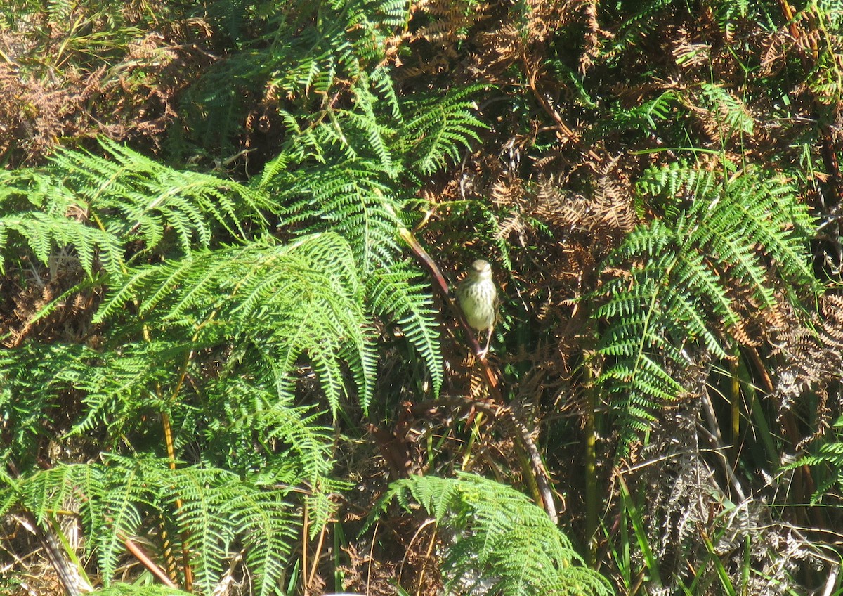 Karoo Prinia - ML646735505