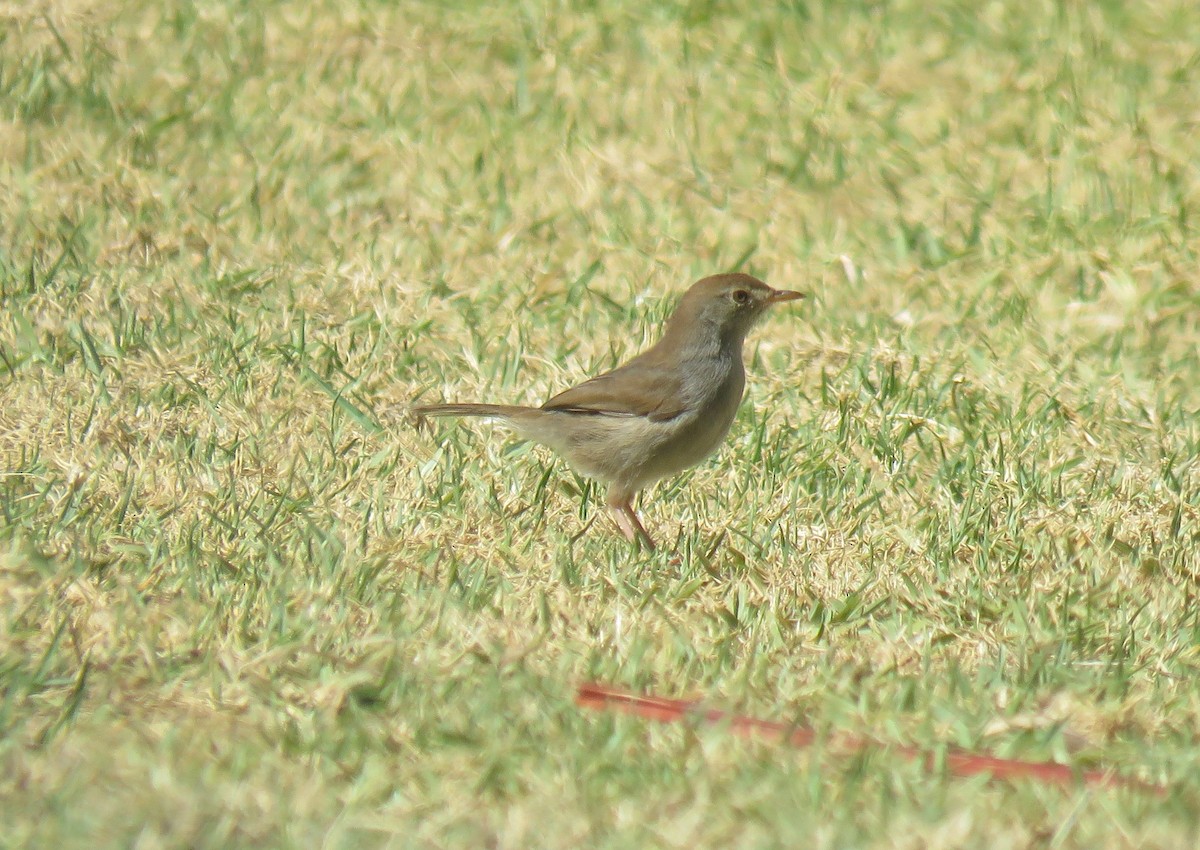 Cistícola Coronirrufo - ML646735506