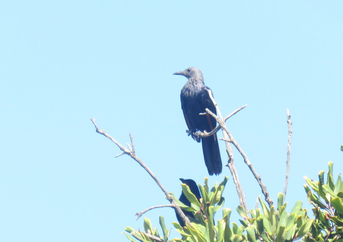 Red-winged Starling - ML646735507