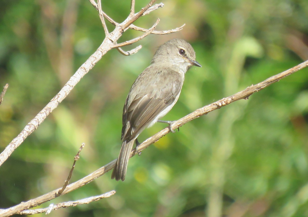 African Dusky Flycatcher - ML646735508