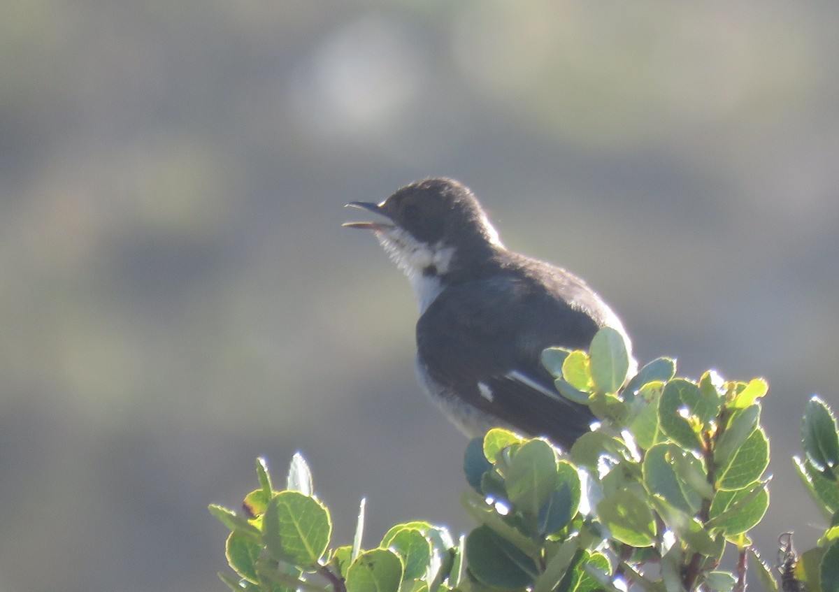 Fiscal Flycatcher - ML646735518