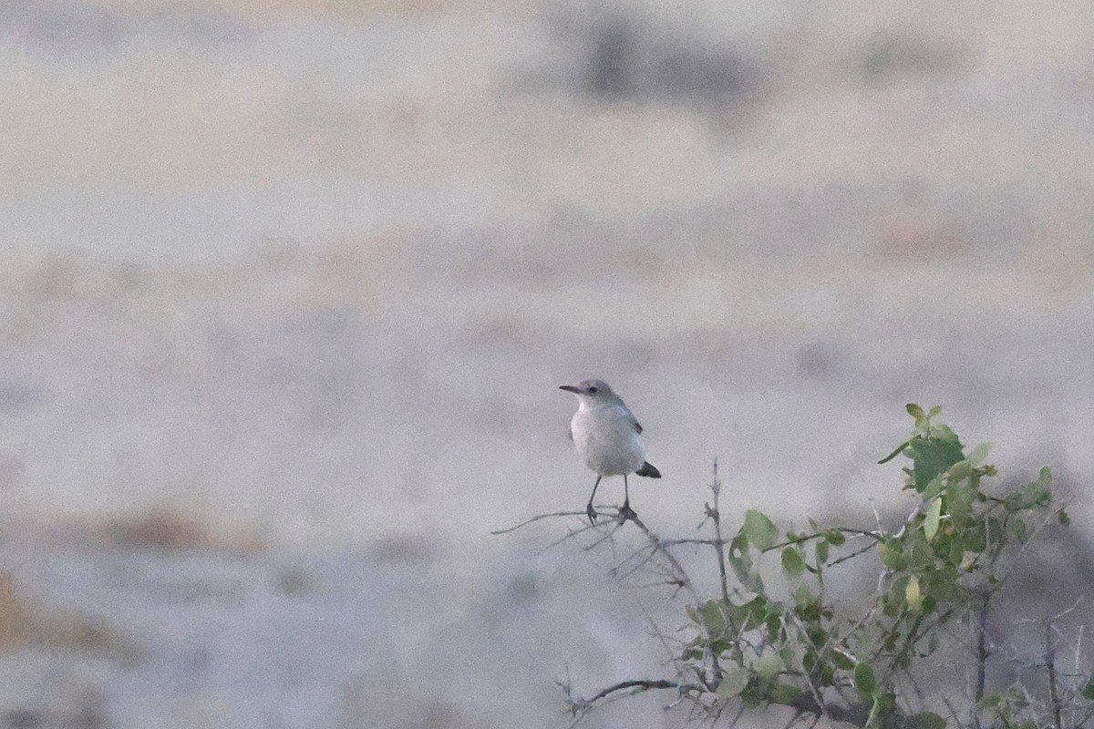 Colinegro del Karoo - ML646735519