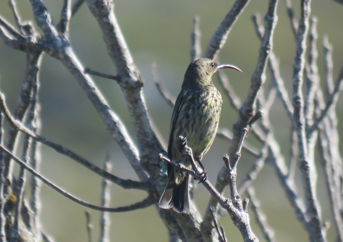 Amethyst Sunbird - ML646735520