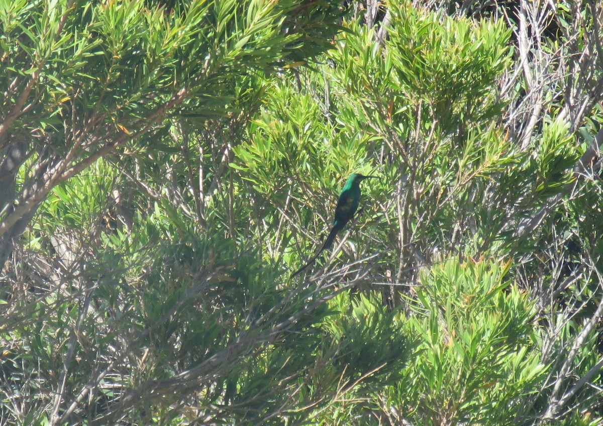 Malachite Sunbird - ML646735526