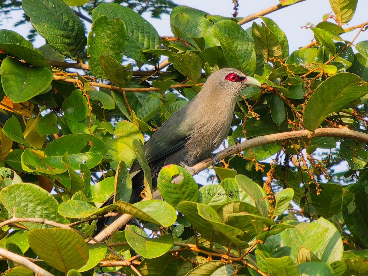 オニクロバンケンモドキ - ML646735527