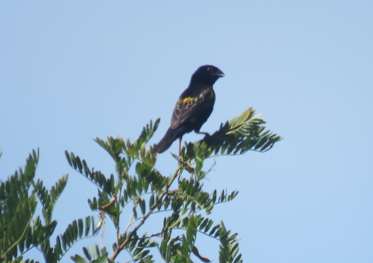 Yellow Bishop (Yellow) - ML646735529