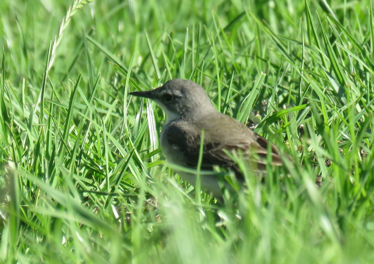 Cape Wagtail - ML646735531