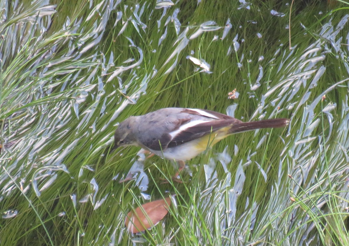 Gray Wagtail - ML646735532