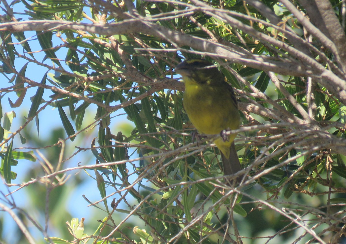 Brimstone Canary - ML646735533