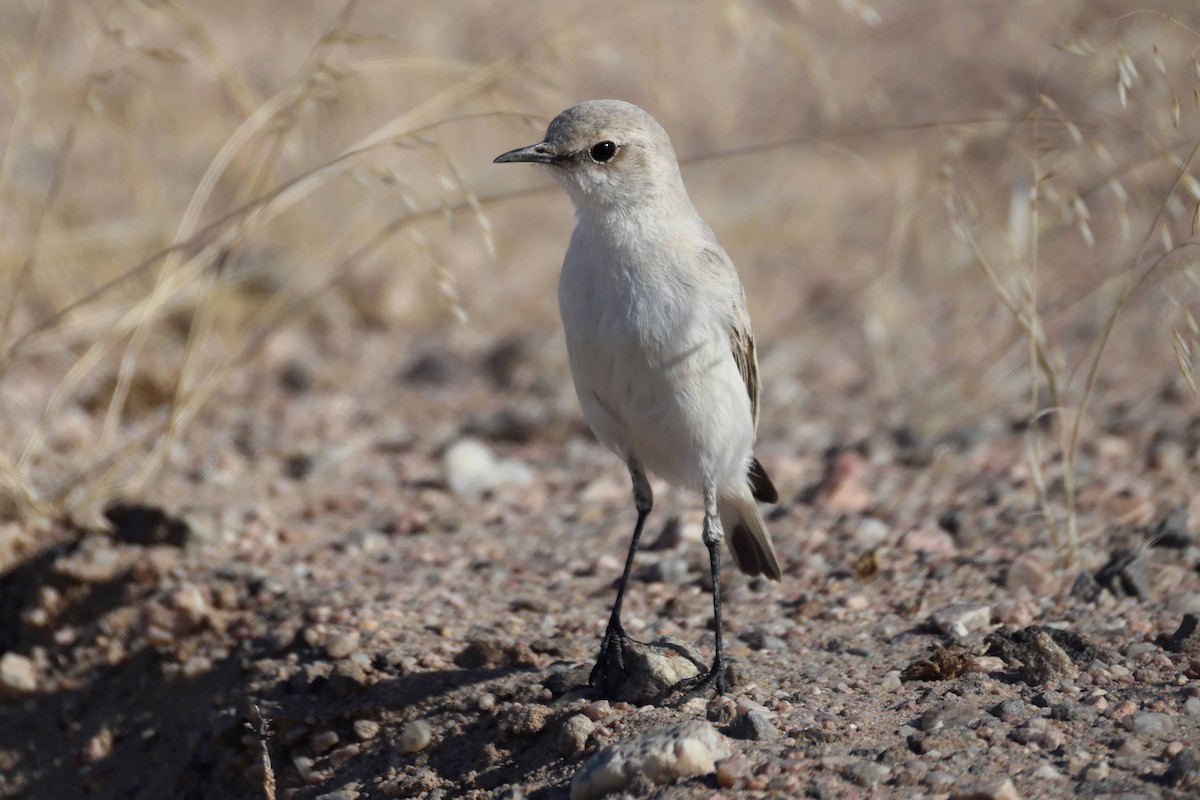 Colinegro Tractrac - ML646735534