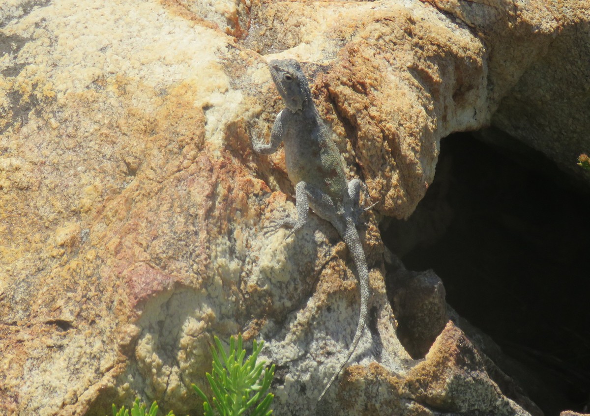 Southern Rock Agama - ML646735542