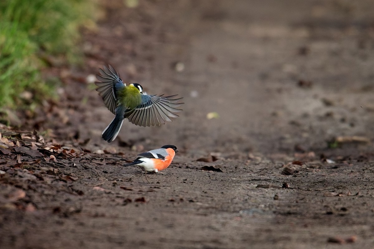 hýl obecný - ML646735544