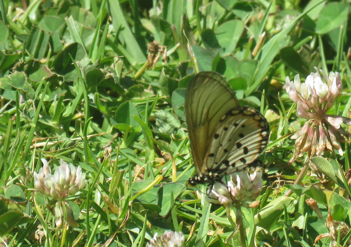 Garden Acraea - ML646735546
