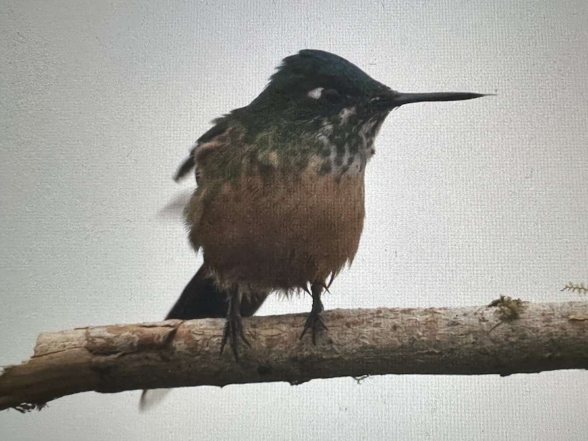 Sylphe à queue d'azur - ML646735549