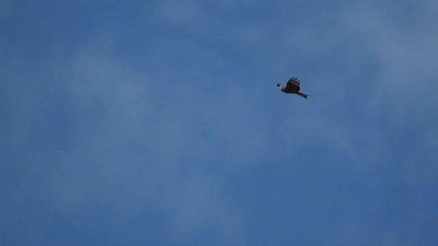 Miru beltza (lineatus/formosanus) - ML646735557