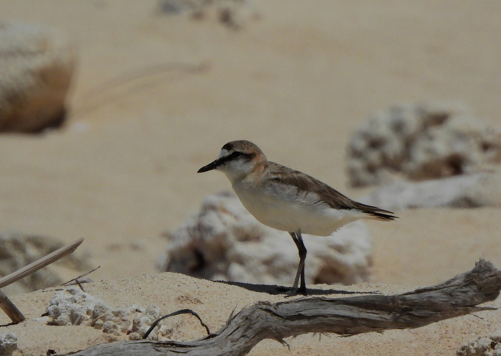 White-fronted Plover - ML646735559