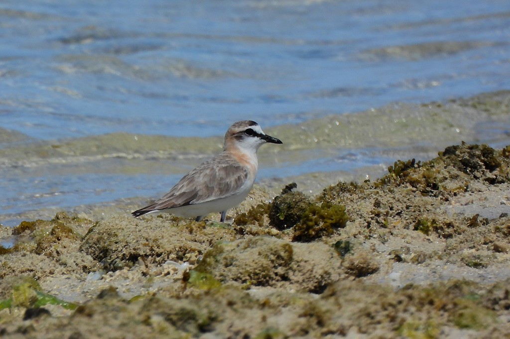 White-fronted Plover - ML646735560