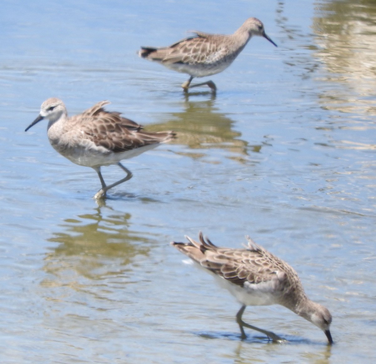 Combattente - ML646735561