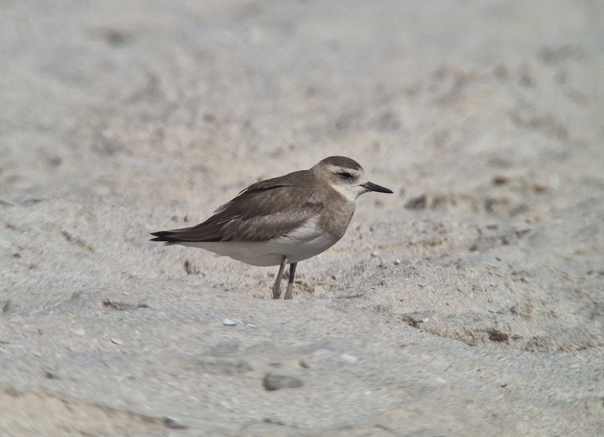 rødbrystlo - ML646735562