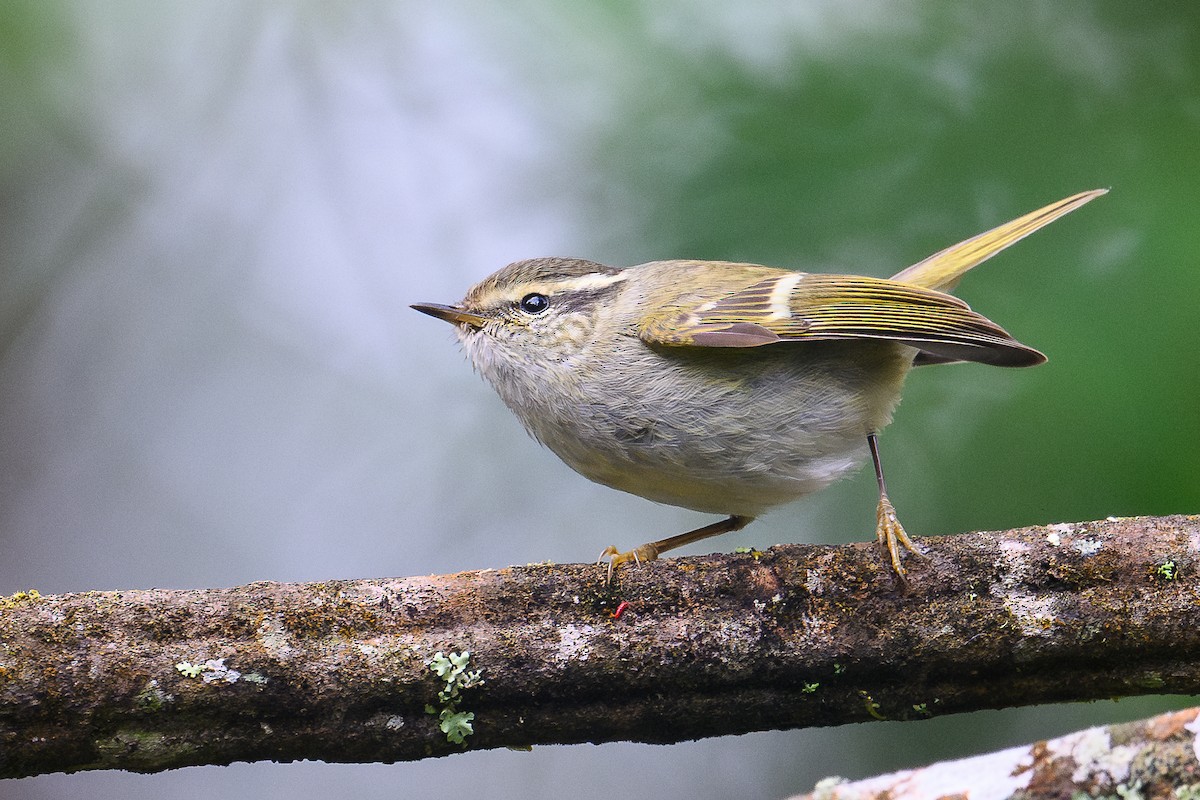 Hume's Warbler - ML646735564