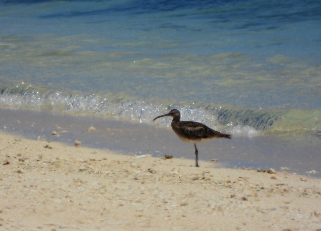 Eurasian Whimbrel - ML646735565