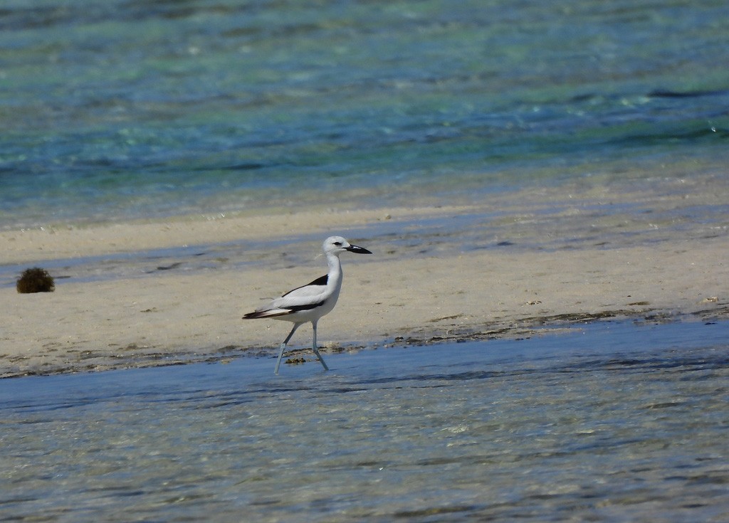 Crab-Plover - ML646735566