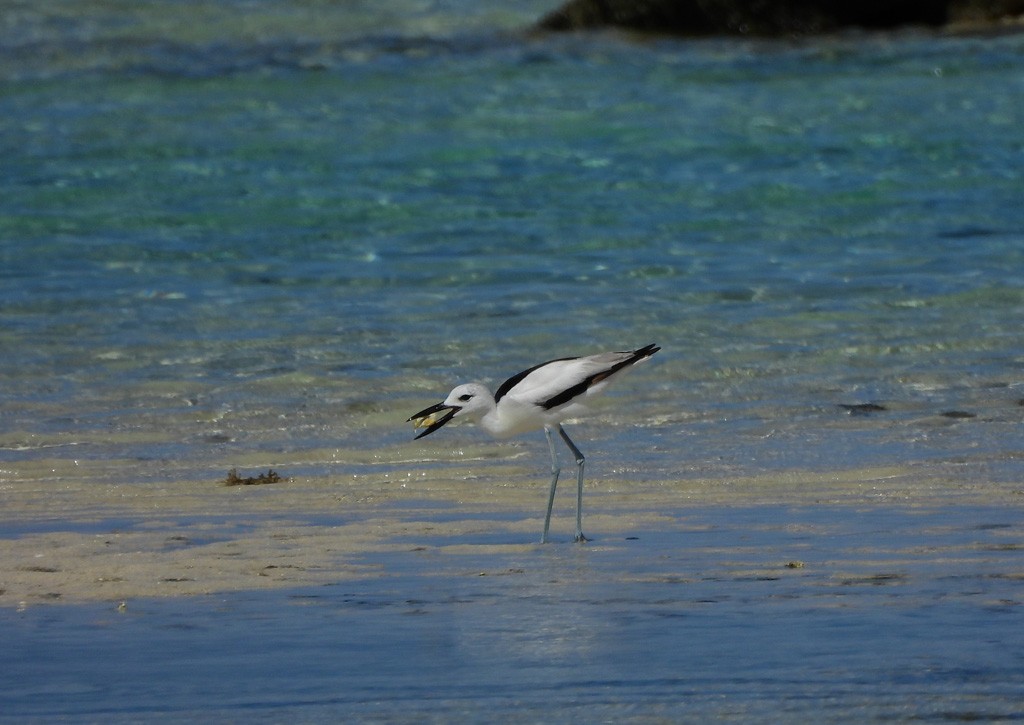 Crab-Plover - ML646735567