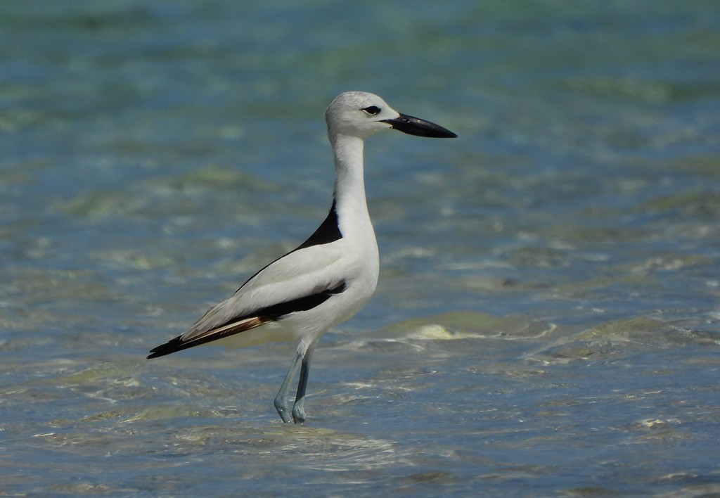 Crab-Plover - ML646735568