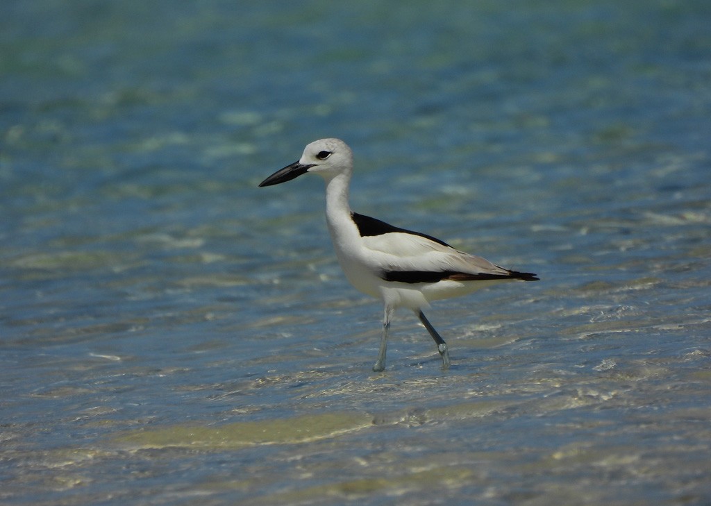 Crab-Plover - ML646735569